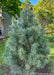Domingo White Pine planted in an open area of a side yard.