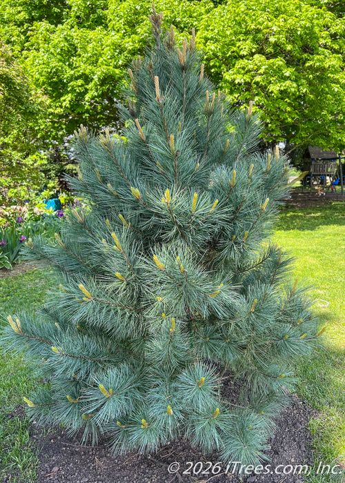 Domingo White Pine planted in an open area of a side yard.