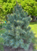 Domingo White Pine planted in an open area of a side yard.