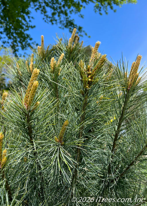 Closeup of Domingo White Pine needles and new growth pushing out, view looking up toward blue sky.