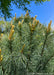 Closeup of Domingo White Pine needles and new growth pushing out, view looking up toward blue sky.