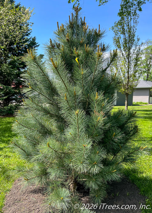 Domingo White Pine planted in an open area of a side yard with blue sky looking down.