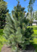 Domingo White Pine planted in an open area of a side yard with blue sky looking down.