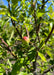 Closeup of a small emerging State Fair Apple with blushing red and yellow coloring.