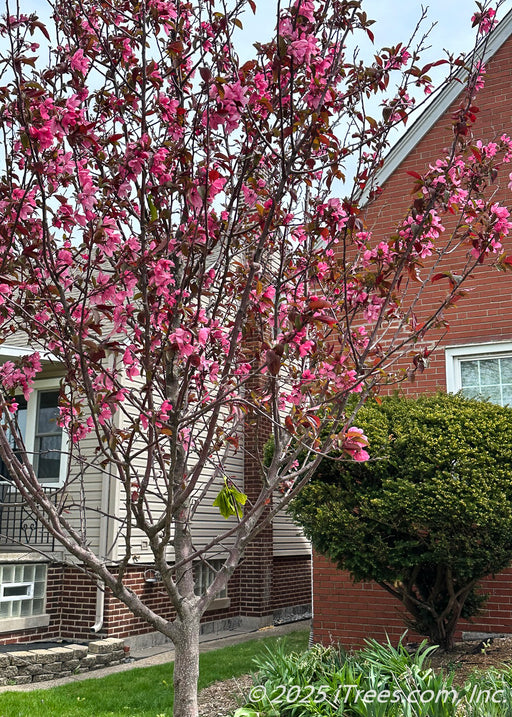 A young Show Time Crabapple planted in a front yard, seen in bloom.