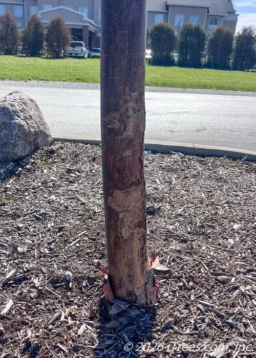 Closeup of tree-form trunk in a parking lot island showing its inner cinnamon colored bark and exfoliating peeling layers.