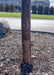 Closeup of tree-form trunk in a parking lot island showing its inner cinnamon colored bark and exfoliating peeling layers.