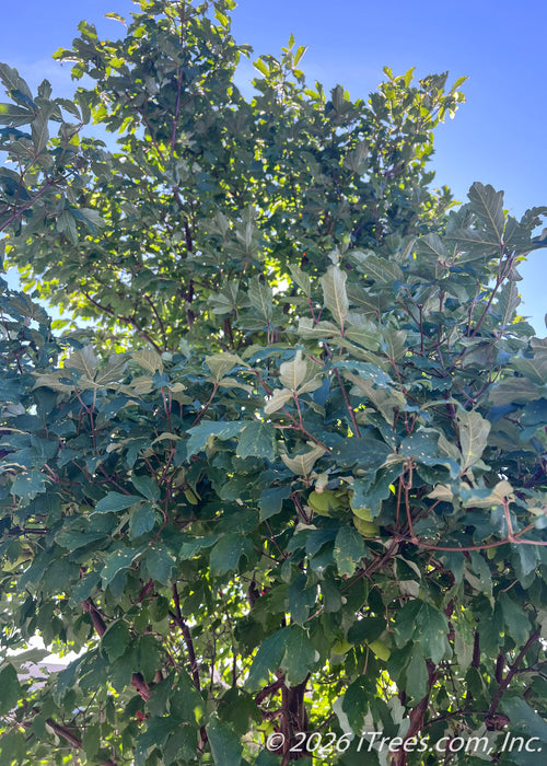 View looking up at Paperbark Maple's trifoliate maple’s dark green compound leaves.