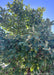 View looking up at Paperbark Maple's trifoliate maple’s dark green compound leaves.