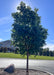 Single-trunk Paperbark Maple growing in a parking lot island in summer with a dense canopy of green leaves. 