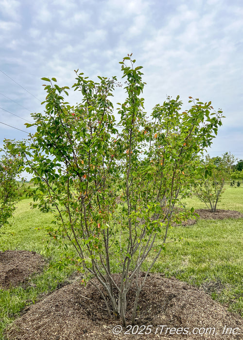 A multi-stem clump form Autumn Brilliance Serviceberry in late spring with green leaves, planted in a group of other serviceberry trees in front of a commercial property. 