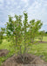 A multi-stem clump form Autumn Brilliance Serviceberry in late spring with green leaves, planted in a group of other serviceberry trees in front of a commercial property. 