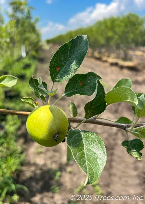 Closeup of a newly emerged State Fair Apple fruit and dark green leaves with serrated edges.
