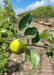 Closeup of a newly emerged State Fair Apple fruit and dark green leaves with serrated edges.