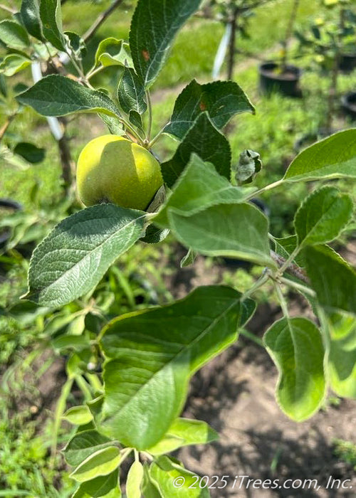 Closeup of a newly emerged State Fair Apple fruit and dark green leaves with serrated edges.
