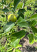 Closeup of a newly emerged State Fair Apple fruit and dark green leaves with serrated edges.