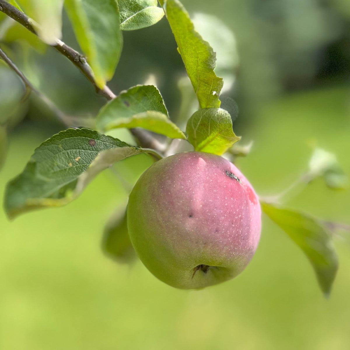 Crimson® Topaz Apple