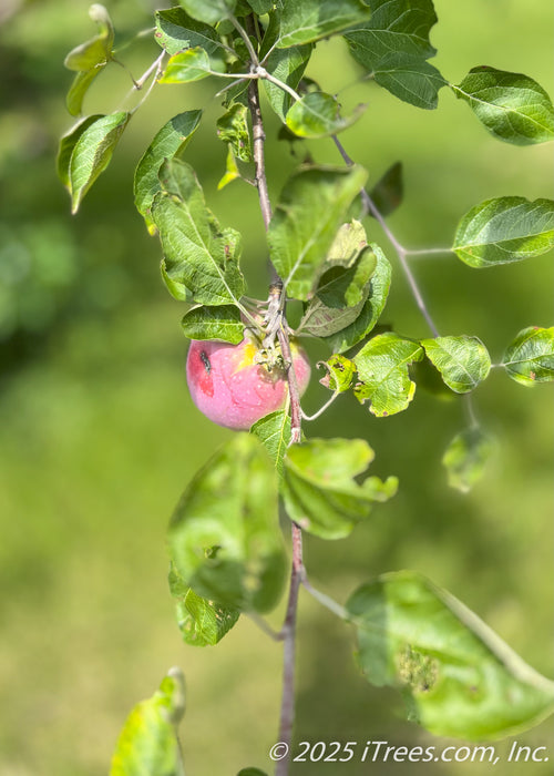 Closeup of a Crimson Topaz Apple fruit with yellowish to red blushed coloring and dark green leaves.