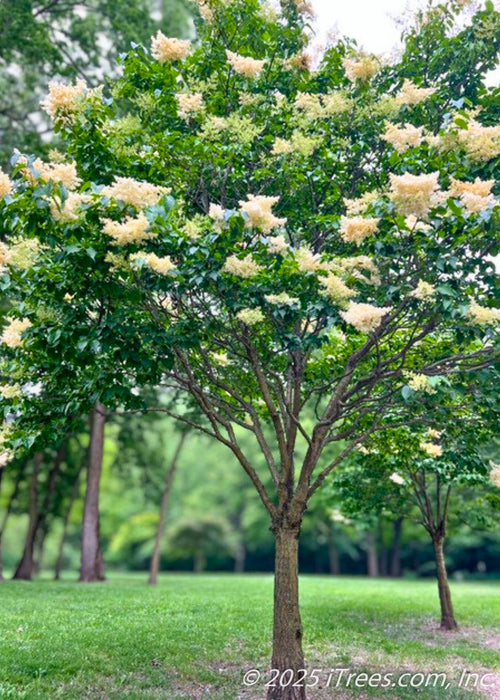 A mature Ivory Silk Japanese Tree Lilac growing in a grove, seen in bloom in late spring, with a canopy of dark green leaves and large panicles of creamy-white fragrant flowers. 