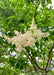 Closeup of creamy-white panicle of fragrant flowers and green leaves. 