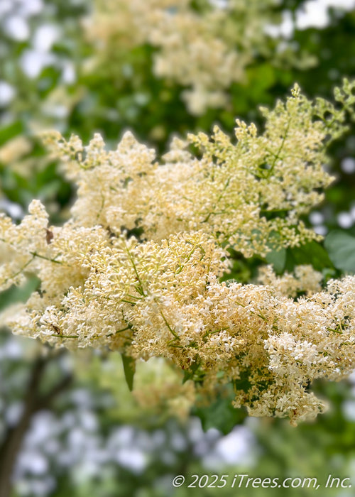 Closeup of creamy-white panicle of fragrant flowers and green leaves. 