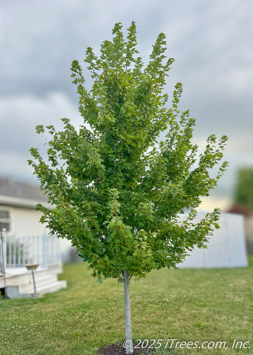 A young newly planted Redpointe Red Maple grows in a backyard, seen with its medium green leaves and upright pyramidal form.
