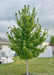 A young newly planted Redpointe Red Maple grows in a backyard, seen with its medium green leaves and upright pyramidal form.