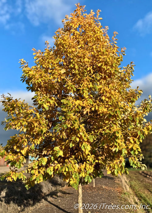 American Dream Oak in fall with yellow fall color.