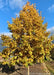 American Dream Oak in fall with yellow fall color.