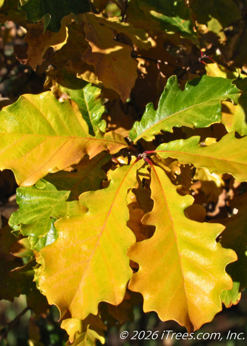 Closeup of changing fall leaves from shiny dark green to vibrant glowing yellow.