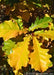 Closeup of changing fall leaves from shiny dark green to vibrant glowing yellow.