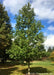 A maturing American Dream Oak with dark green leaves and a upright pyramidal canopy.