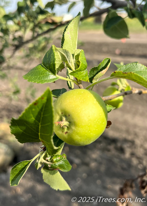 Closeup of a Crimson Topaz Apple newly emerging in a bright yellowish-green hue.
