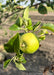 Closeup of a Crimson Topaz Apple newly emerging in a bright yellowish-green hue.