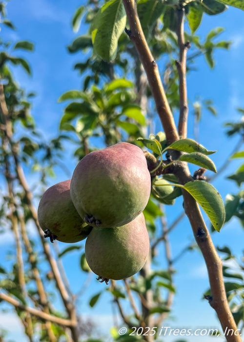 Closeup of three newly emerged pears with a blushed reddish hue on one side.