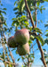 Closeup of three newly emerged pears with a blushed reddish hue on one side.