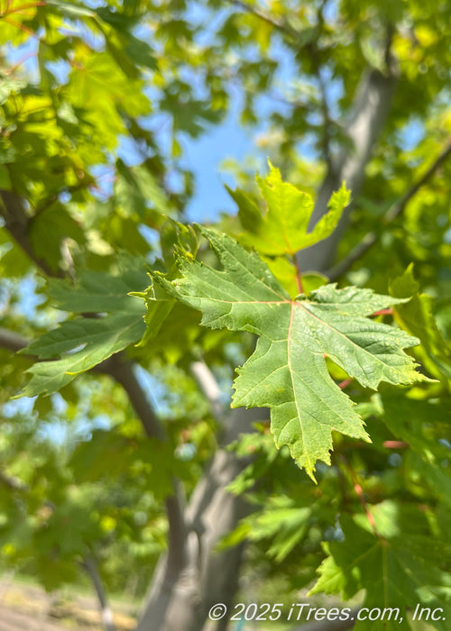 Closeup of medium green, sharply lobed leaves with red veins.