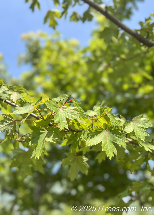 Closeup of medium green, sharply lobed leaves with red veins.
