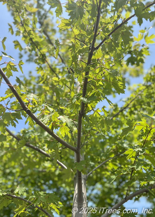 View looking up at central branching, and green leaves against a bright blue sky.