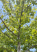 View looking up at central branching, and green leaves against a bright blue sky.