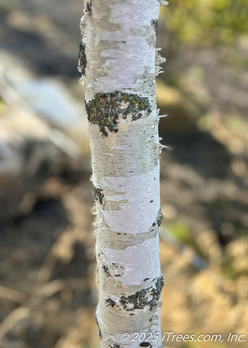 Closeup of peeling chalky white trunk.