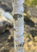 Closeup of peeling chalky white trunk.