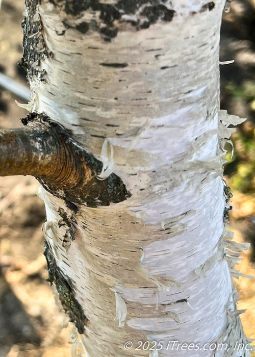 Closeup view of peeling, chalky white bark and brown branch.