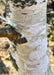 Closeup view of peeling, chalky white bark and brown branch.