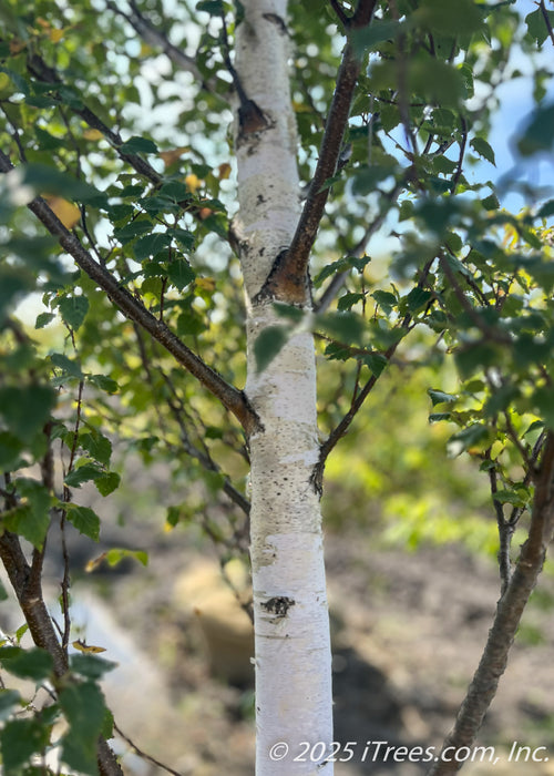 Closeup of lower canopy of green leaves, brown branches, and chalky white trunk.