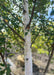 Closeup of lower canopy of green leaves, brown branches, and chalky white trunk.