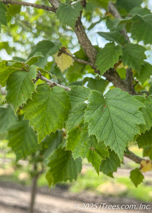 Closeup of large serrated green leaves.