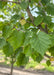 Closeup of large serrated green leaves.