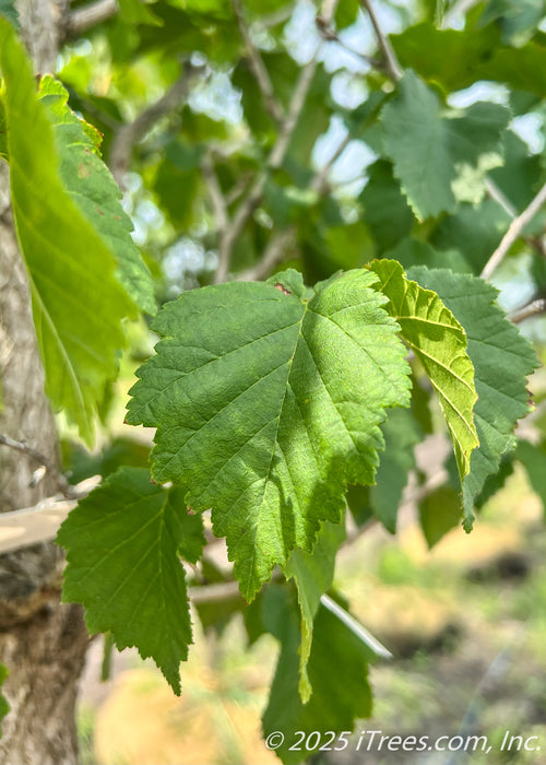 Closeup of large serrated green leaves.