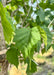 Closeup of large serrated green leaves.